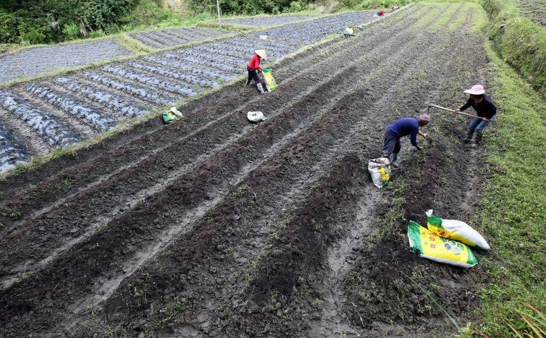 丽江富硒锌大米（锌硒大米有什么营养）-硒宝网