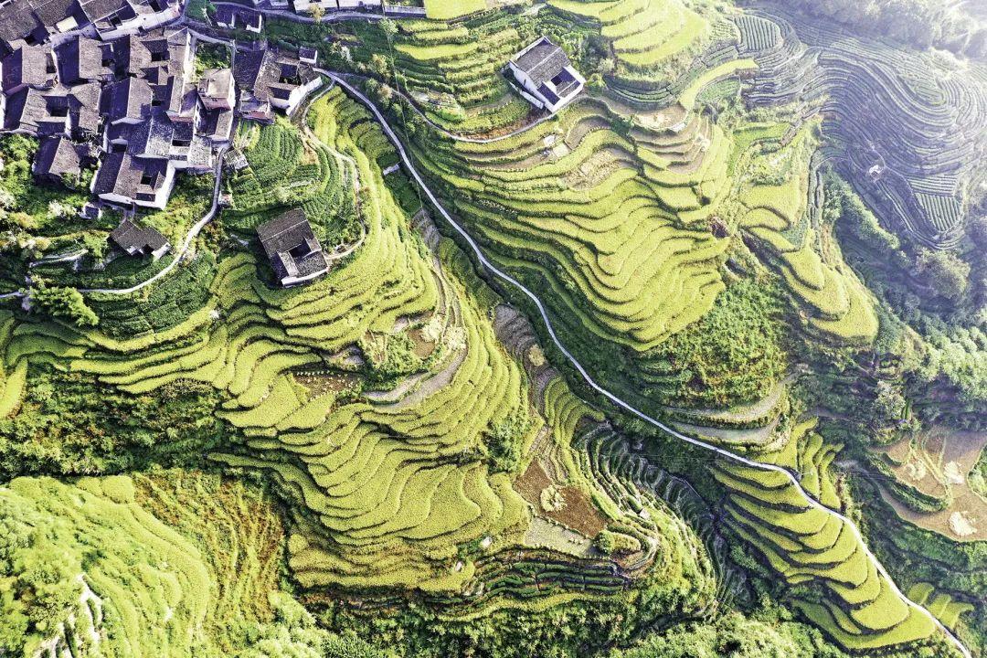 丽江富硒锌大米（锌硒大米有什么营养）-硒宝网