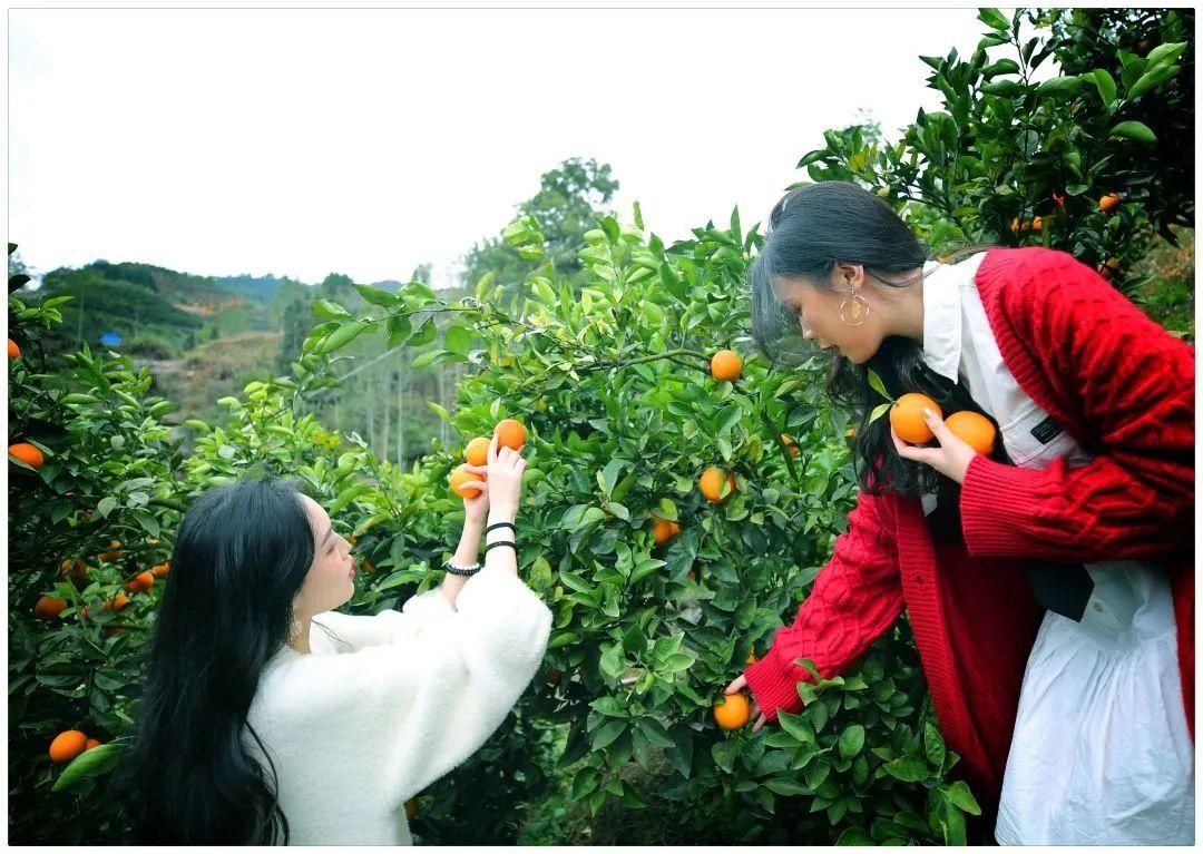 丽江富硒锌大米（锌硒大米有什么营养）-硒宝网