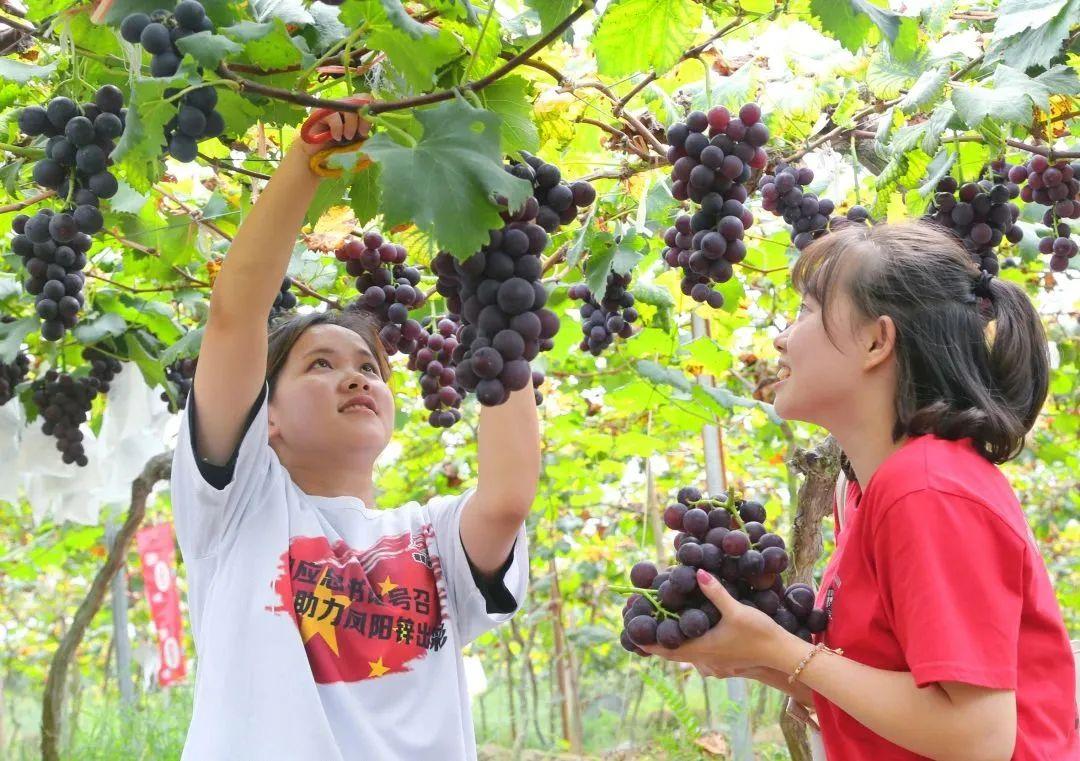 丽江富硒锌大米（锌硒大米有什么营养）-硒宝网