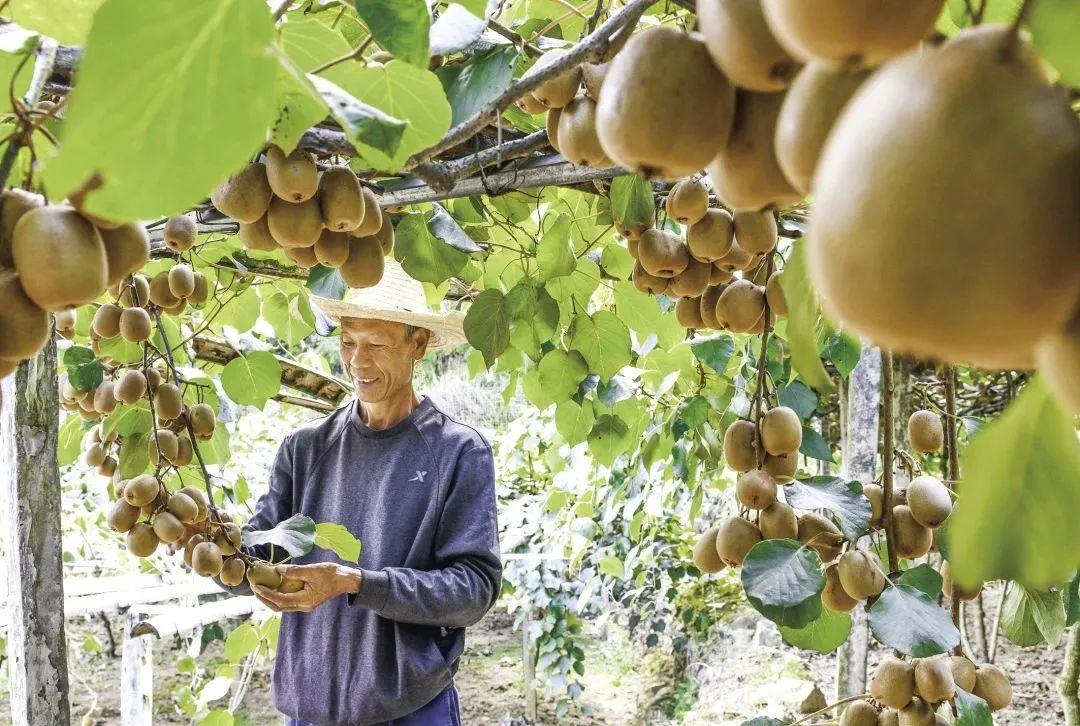 丽江富硒锌大米（锌硒大米有什么营养）-硒宝网