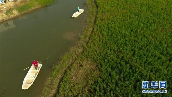 沈阳富硒锌大米(富锌大米价格)-硒宝网