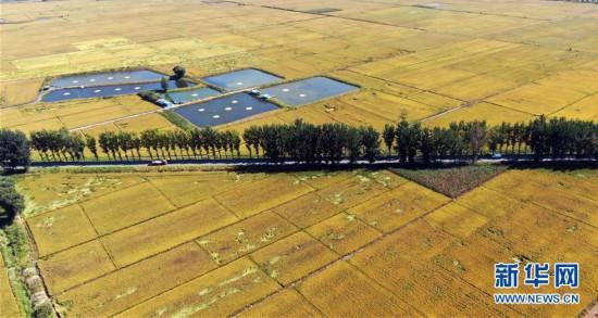 沈阳富硒锌大米(富锌大米价格)-硒宝网