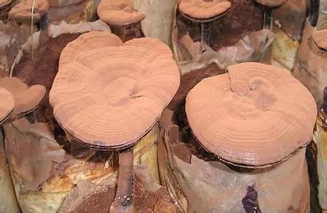 安东米富硒大米(安徽富硒大米)-硒宝网