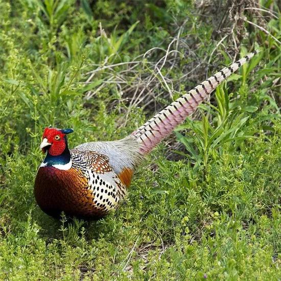 安东米富硒大米(安徽富硒大米)-硒宝网