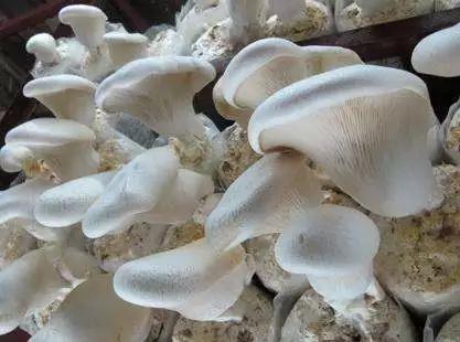 安东米富硒大米(安徽富硒大米)-硒宝网