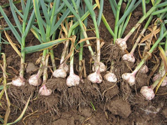 富硒核桃和大米（核桃米的营养价值）-硒宝网