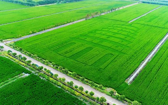 舟山富硒锌大米（大米锌舟山富硒含量多少）-硒宝网