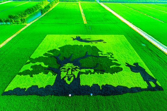 舟山富硒锌大米（大米锌舟山富硒含量多少）-硒宝网