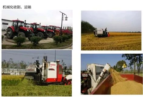 舟山富硒锌大米（大米锌舟山富硒含量多少）-硒宝网