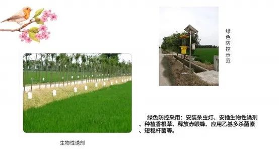 舟山富硒锌大米（大米锌舟山富硒含量多少）-硒宝网