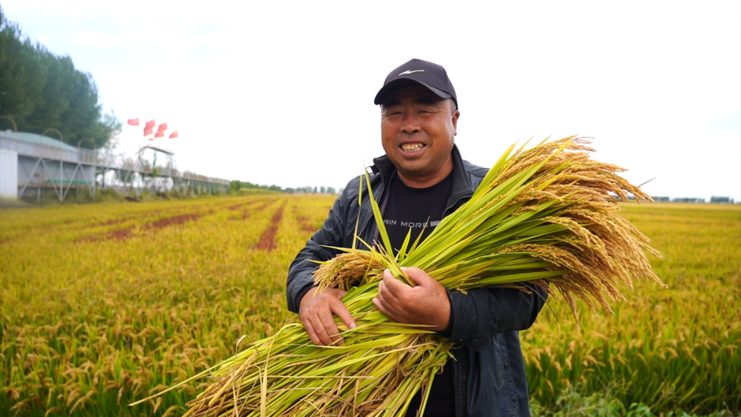 辽宁富硒锌大米(大米锌辽宁富硒含量高吗)-硒宝网