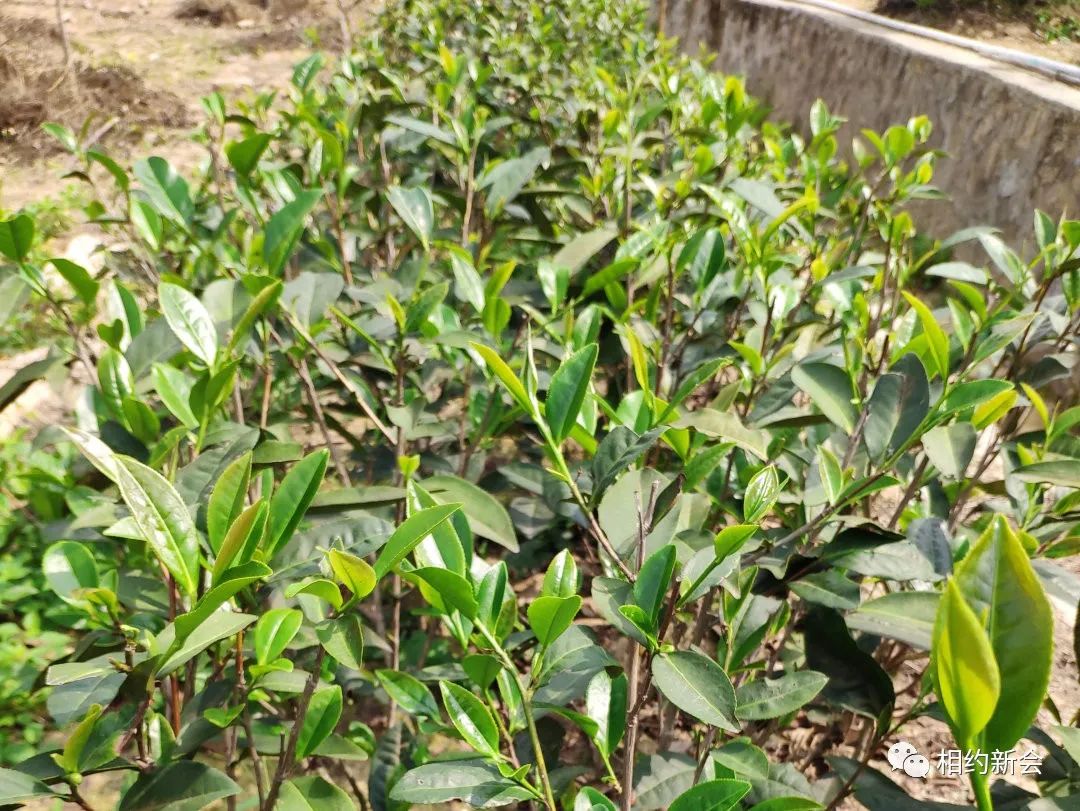 富硒的大米基地（富硒大米之乡）-硒宝网