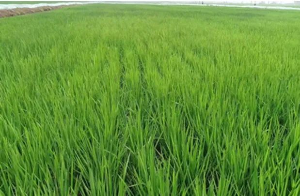 辽宁富硒锌大米（富硒富锌大米）-硒宝网