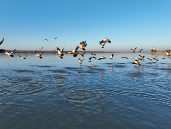 辽宁富硒锌大米（富硒富锌大米）-硒宝网