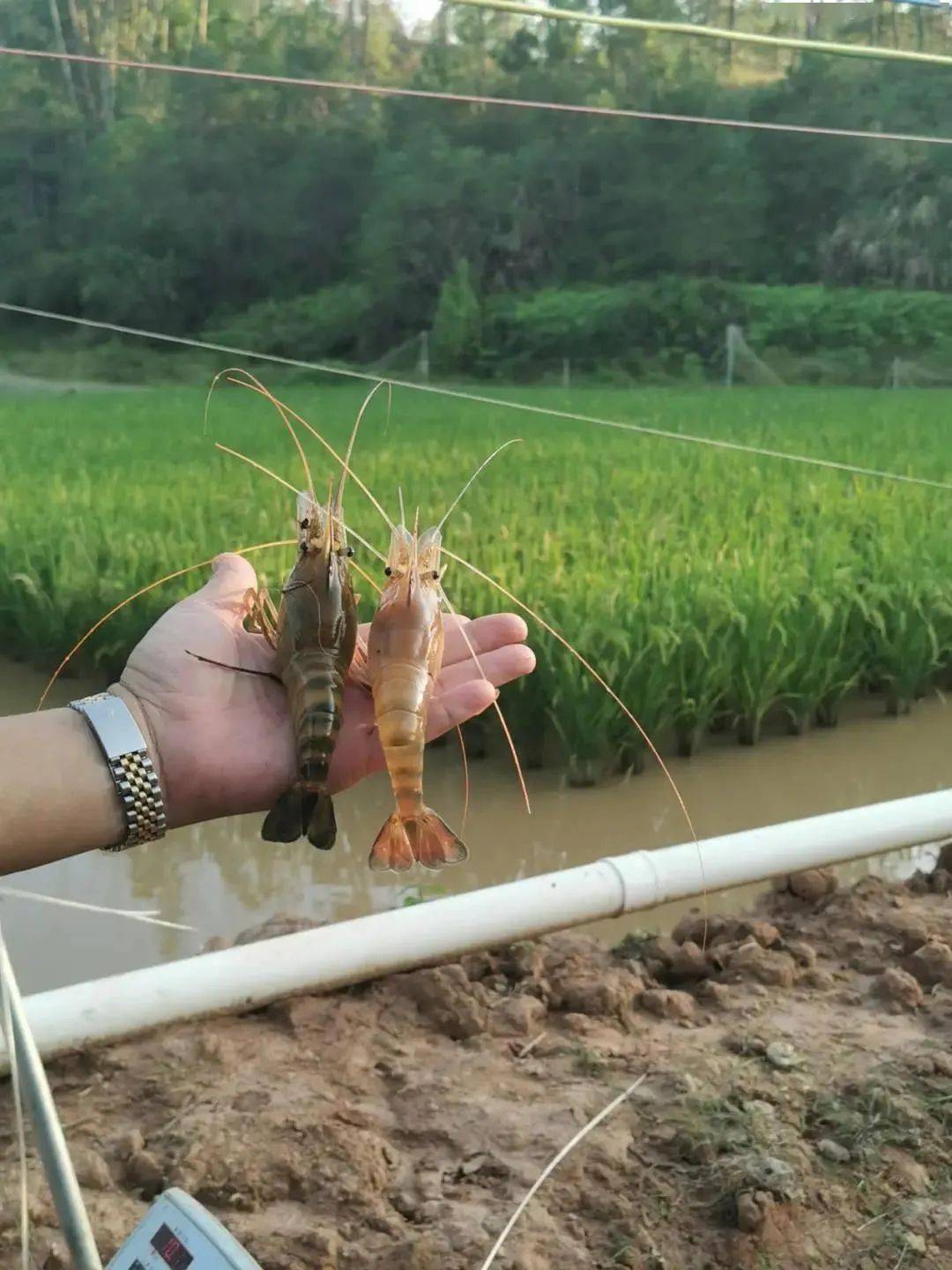 稻老大富硒大米(富硒大米口感如何)-硒宝网