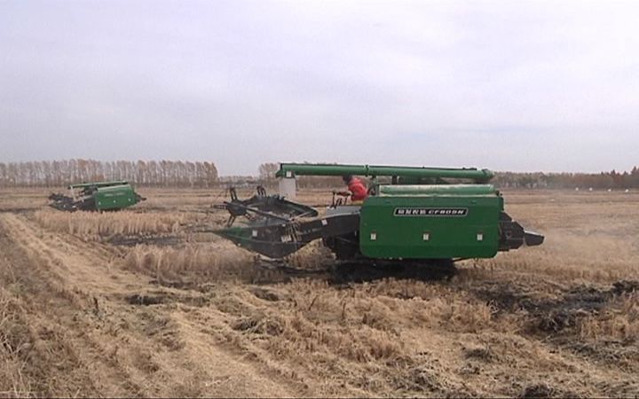 富硒的大米基地(富硒大米市场分析)-硒宝网