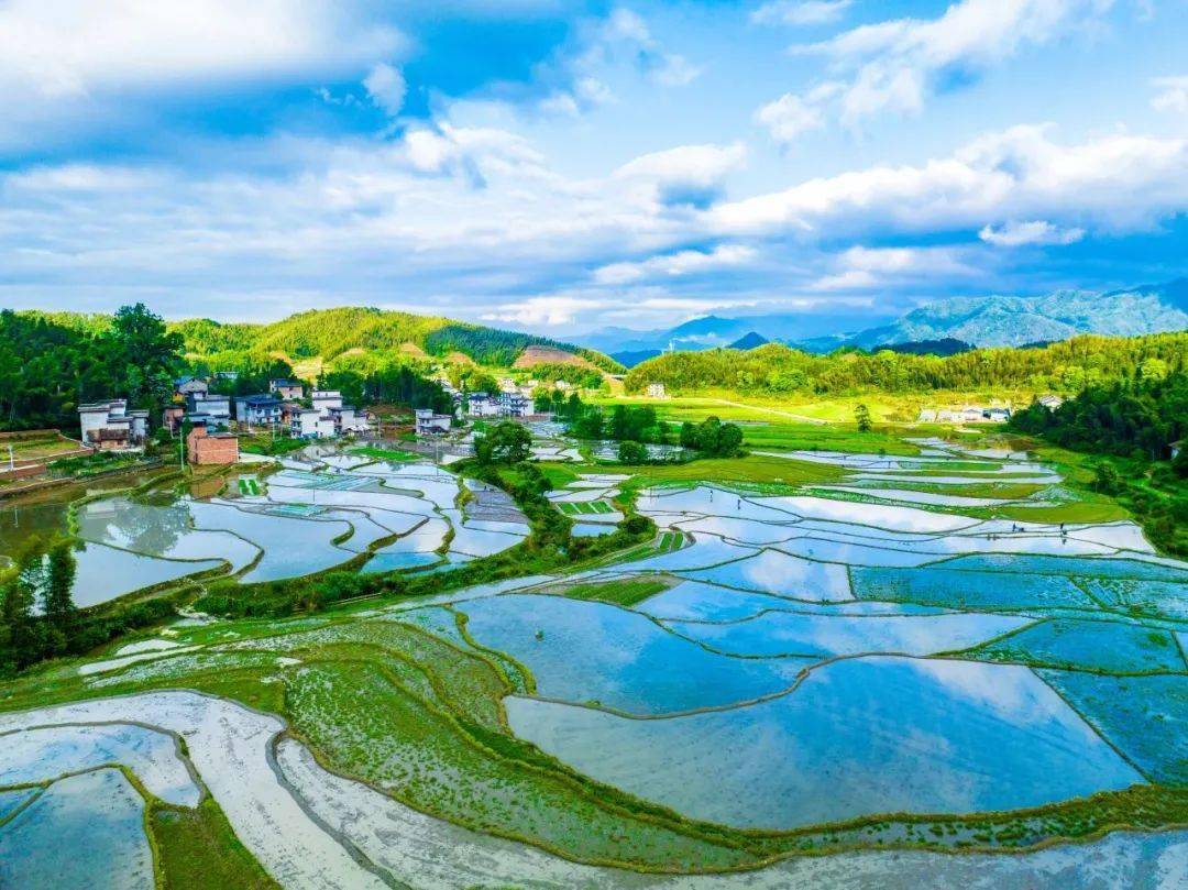 黑芝麻富硒大米(黑芝麻大米功效作用)-硒宝网