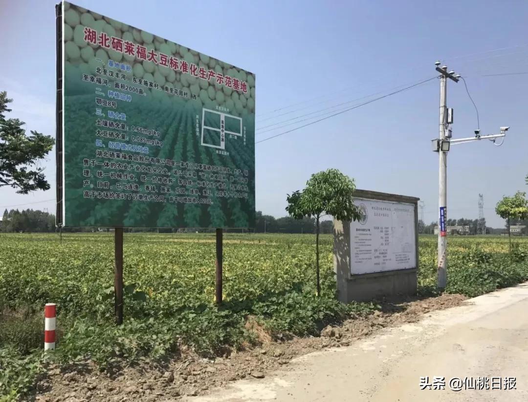 富硒大米怎么读(富硒的大米)-硒宝网