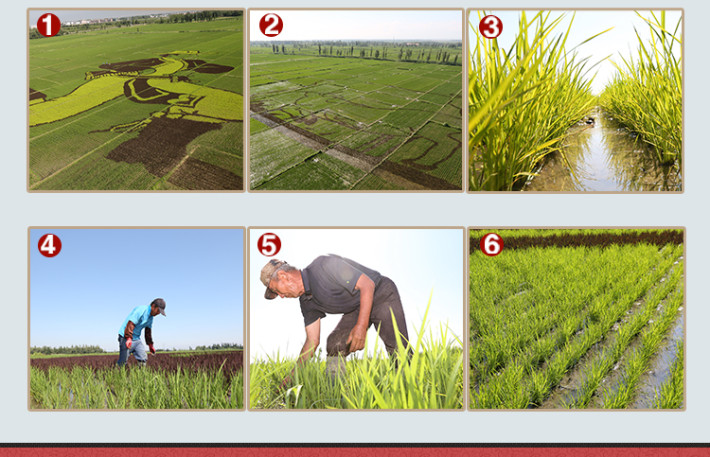 富硒大米的种植（大米种植富硒土壤）-硒宝网