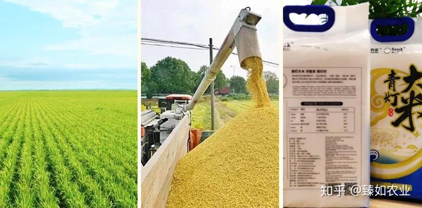 富硒大米的种植（大米种植富硒土壤）-硒宝网