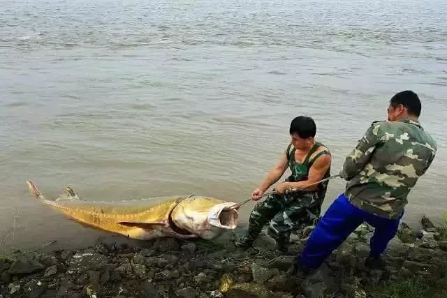 鹤展牌富硒大米（鹤航大米）-硒宝网