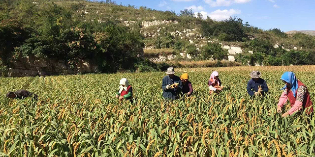有机高富硒大米（富硒大米好还是有机大米好）-硒宝网