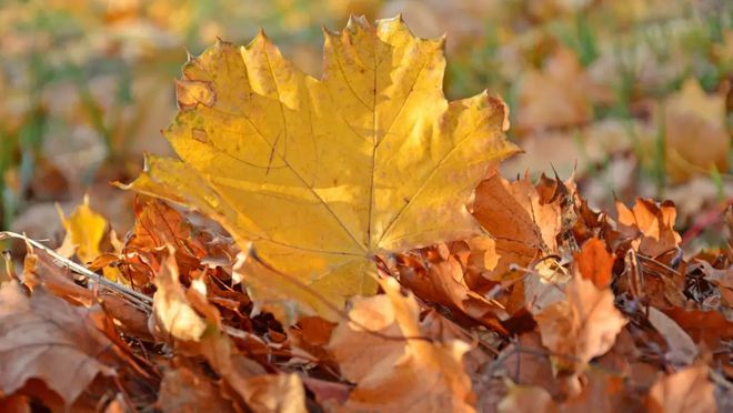 富硒大米如何煮(富硒米煮粥还是煮饭)-硒宝网