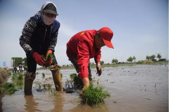 富硒大米李佳琦（佳品富硒大米）-硒宝网