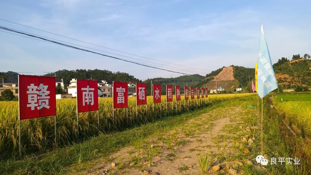 富硒大米的制作（大米制作富硒的方法）-硒宝网