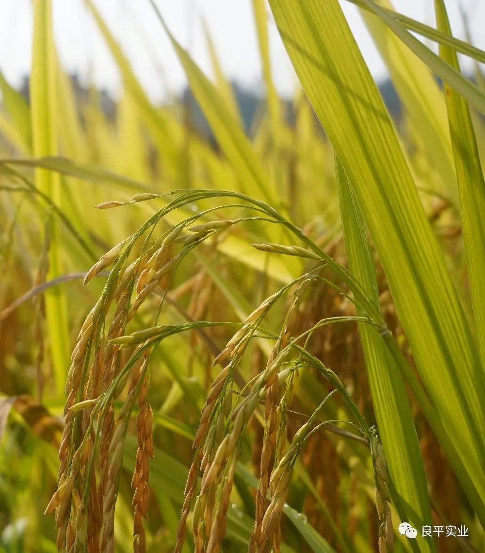 富硒大米的制作（大米制作富硒的方法）-硒宝网