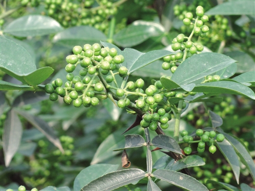 l龙潭富硒大米(龙妮富硒大米)-硒宝网