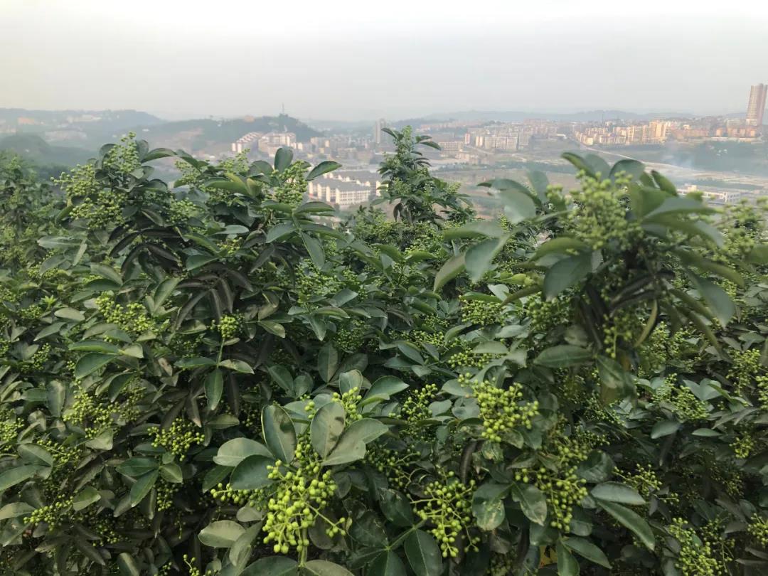 l龙潭富硒大米(龙妮富硒大米)-硒宝网