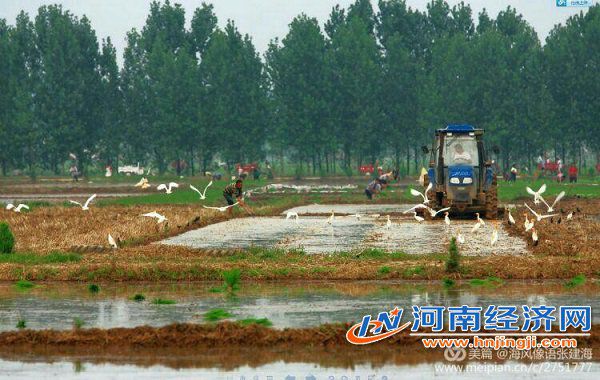 富硒大米石家庄（富硒大米哪里有卖）-硒宝网