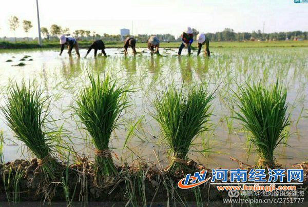 富硒大米石家庄（富硒大米哪里有卖）-硒宝网