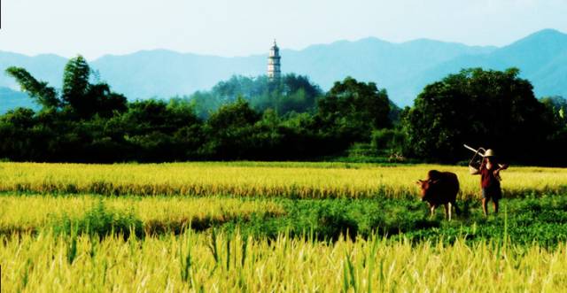 富硒大米蒸米饭（大米米饭蒸富硒的作用）-硒宝网
