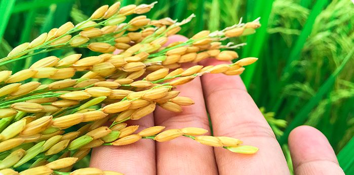 富硒大米蒸米饭（大米米饭蒸富硒的作用）-硒宝网