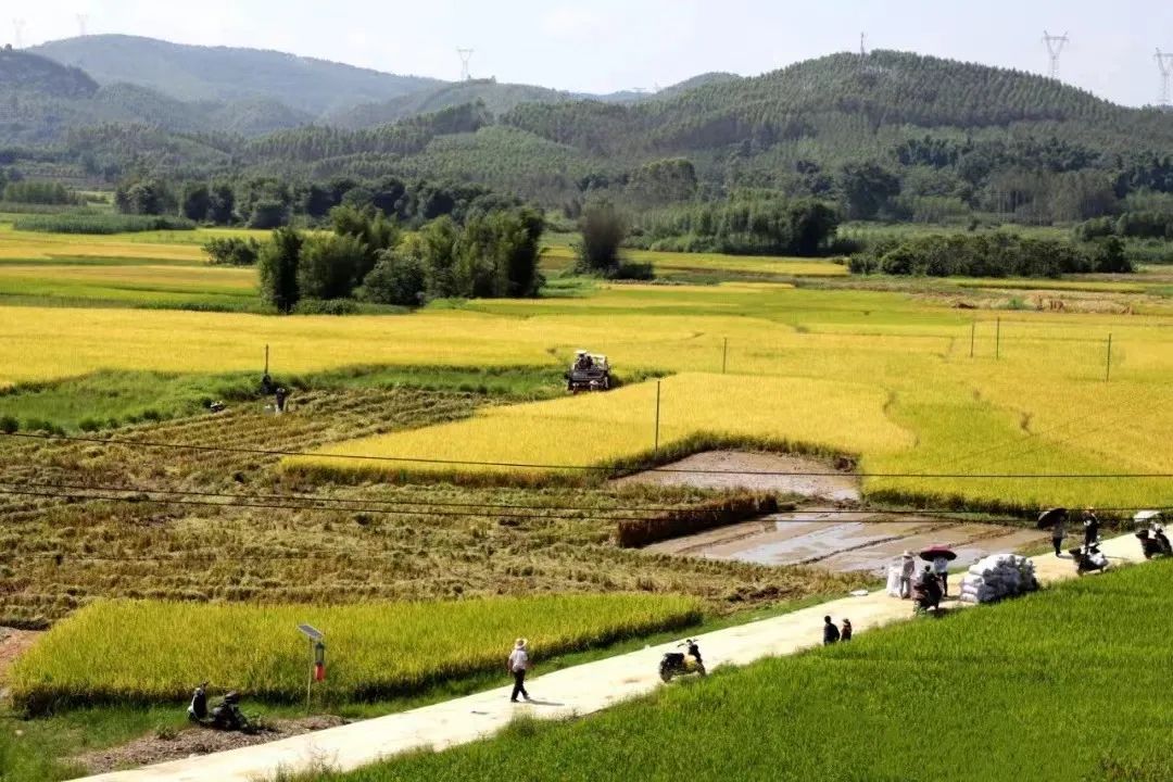 富硒大米的品种（大米品种富硒标准）-硒宝网
