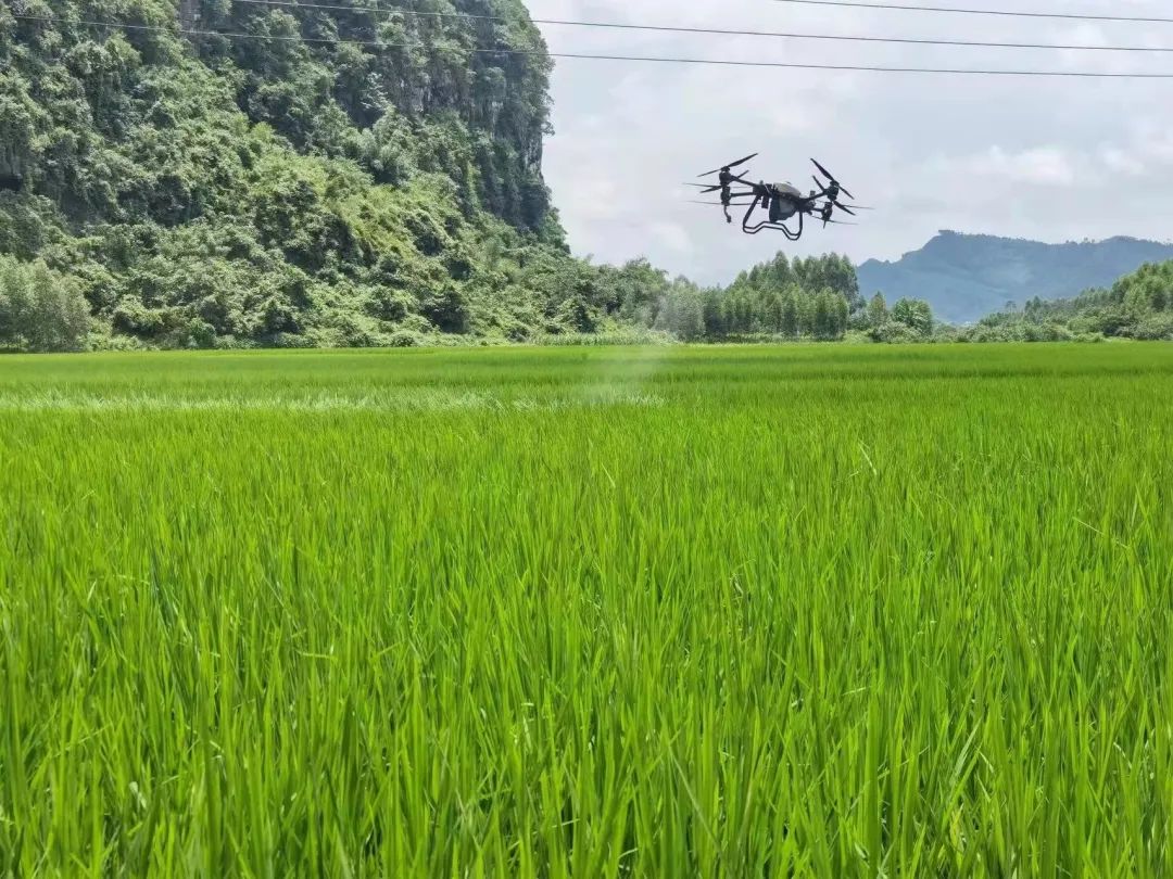 富硒大米的品种（大米品种富硒标准）-硒宝网