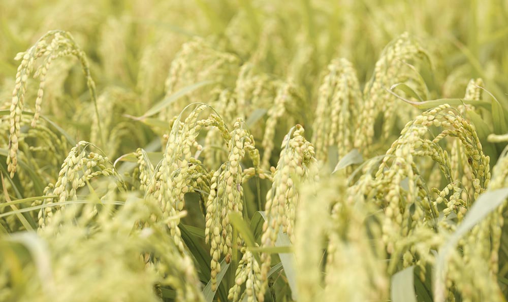 富硒大米标准号（大米的富硒标准）-硒宝网