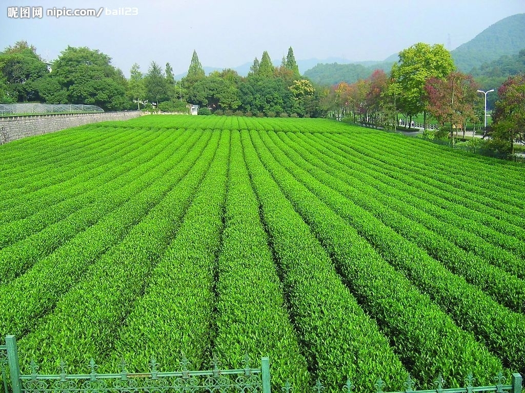 石台富硒村大米(石台富硒大米多少钱一斤)-硒宝网