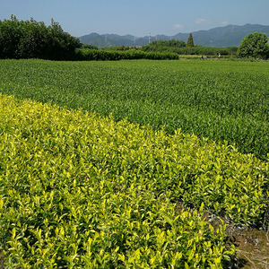 石台富硒村大米(石台富硒大米多少钱一斤)-硒宝网