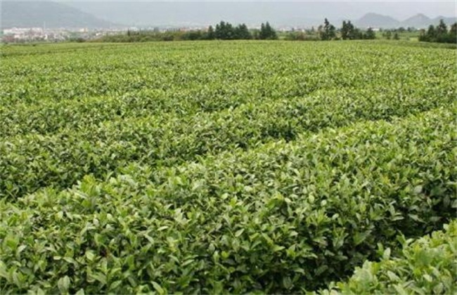 石台富硒村大米(石台富硒大米多少钱一斤)-硒宝网