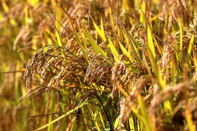 富硒大米蒸米饭(富硒大米如何煮米饭)-硒宝网