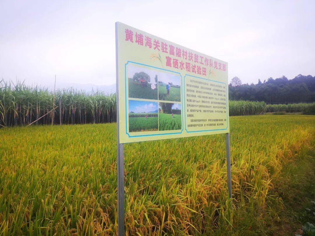 湖北富硒大米价(湖北恩施富硒大米骗局传销)-硒宝网