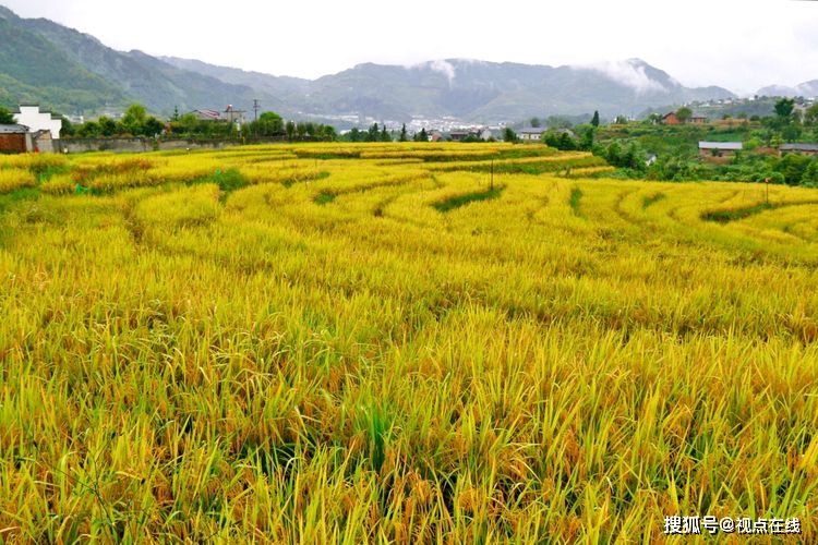 松新牌富硒大米(富硒大米的作用与功效)-硒宝网