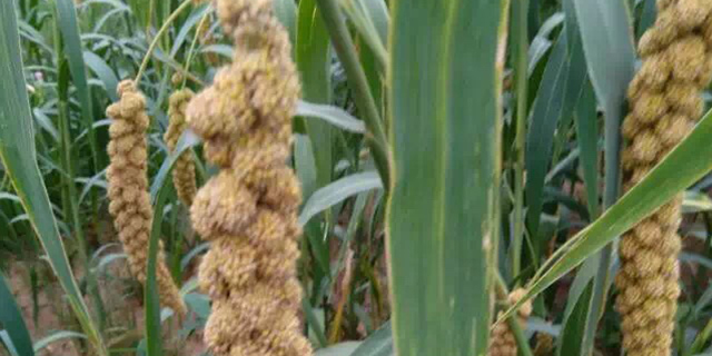 有机高富硒大米（富硒大米有机营养素是什么）-硒宝网