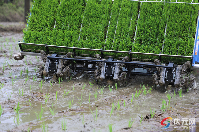 富硒大米是白色(大米白色富硒是什么品种)-硒宝网