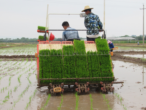 富硒大米是白色(大米白色富硒是什么品种)-硒宝网