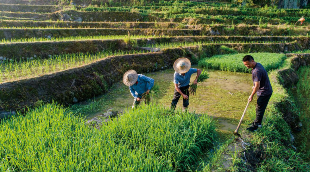 唐山富硒锌大米（锌硒钙大米）-硒宝网